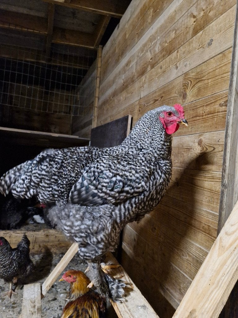 Haan Leo zoekt een nieuwe thuis, Dieren en Toebehoren, Mannelijk, Kip