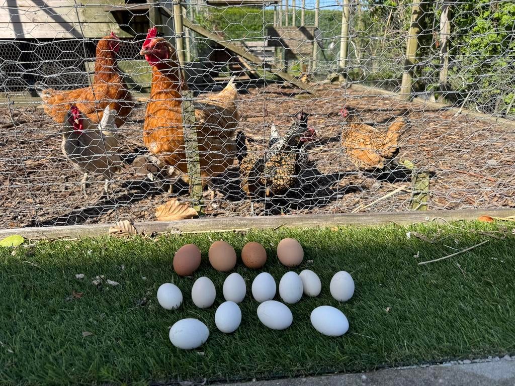 Oeufs frais de poules élevées plein air, Enlèvement, Neuf