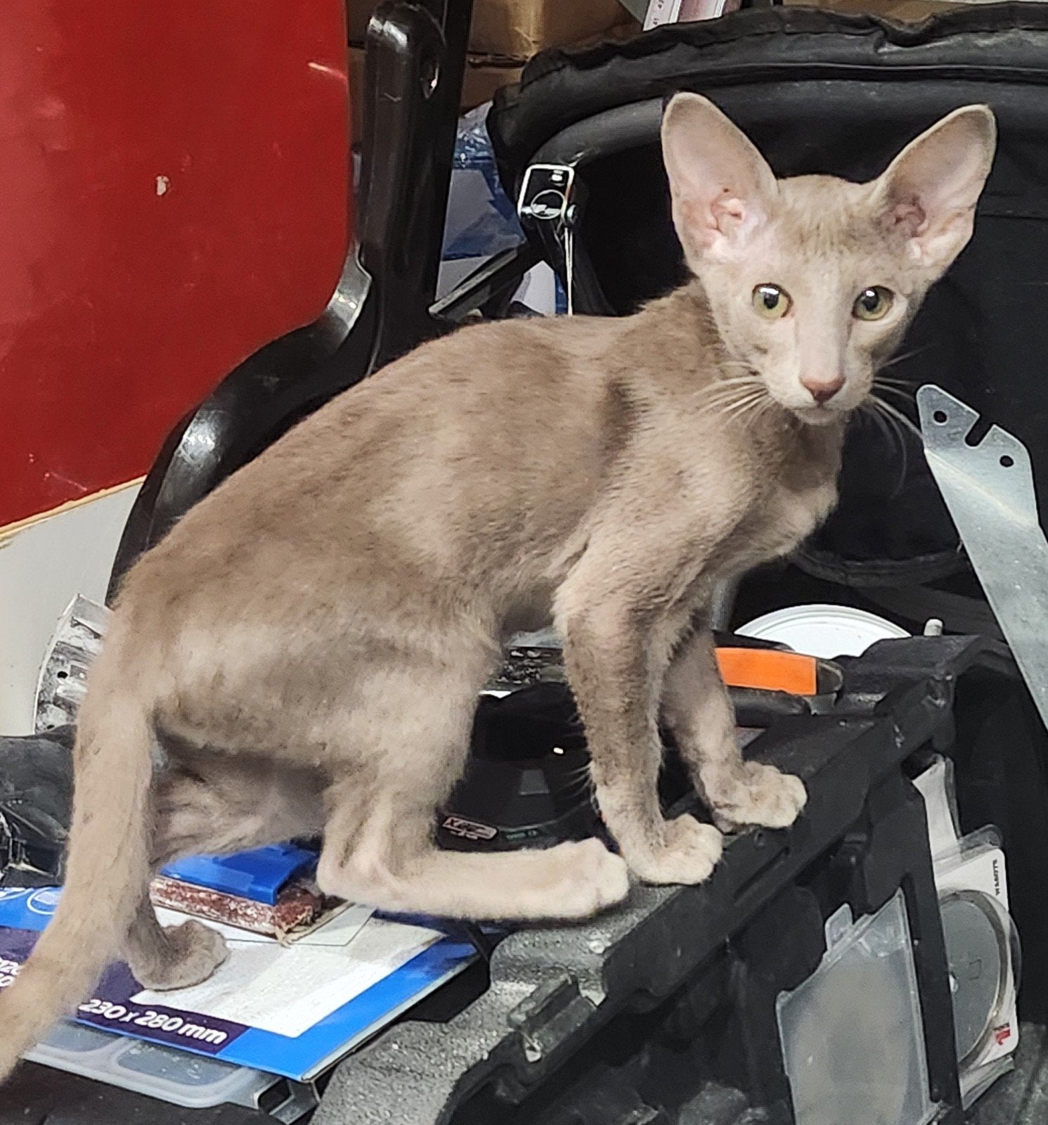 Chatons Orientaux de couleurs rares!, Plusieurs animaux, Avec pedigree, 0 à 2 ans