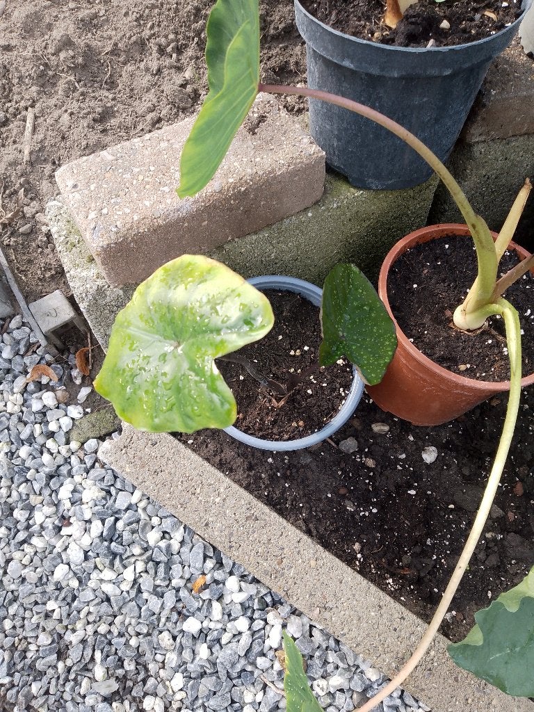 colocasia black stem, Tuin en Terras, Ophalen