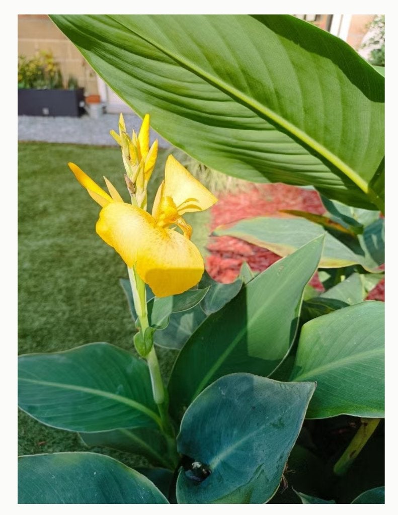 Graines de Plante Canna (3€ les 10), Tuin en Terras, Ophalen, Zomer, Vaste plant, Overige soorten