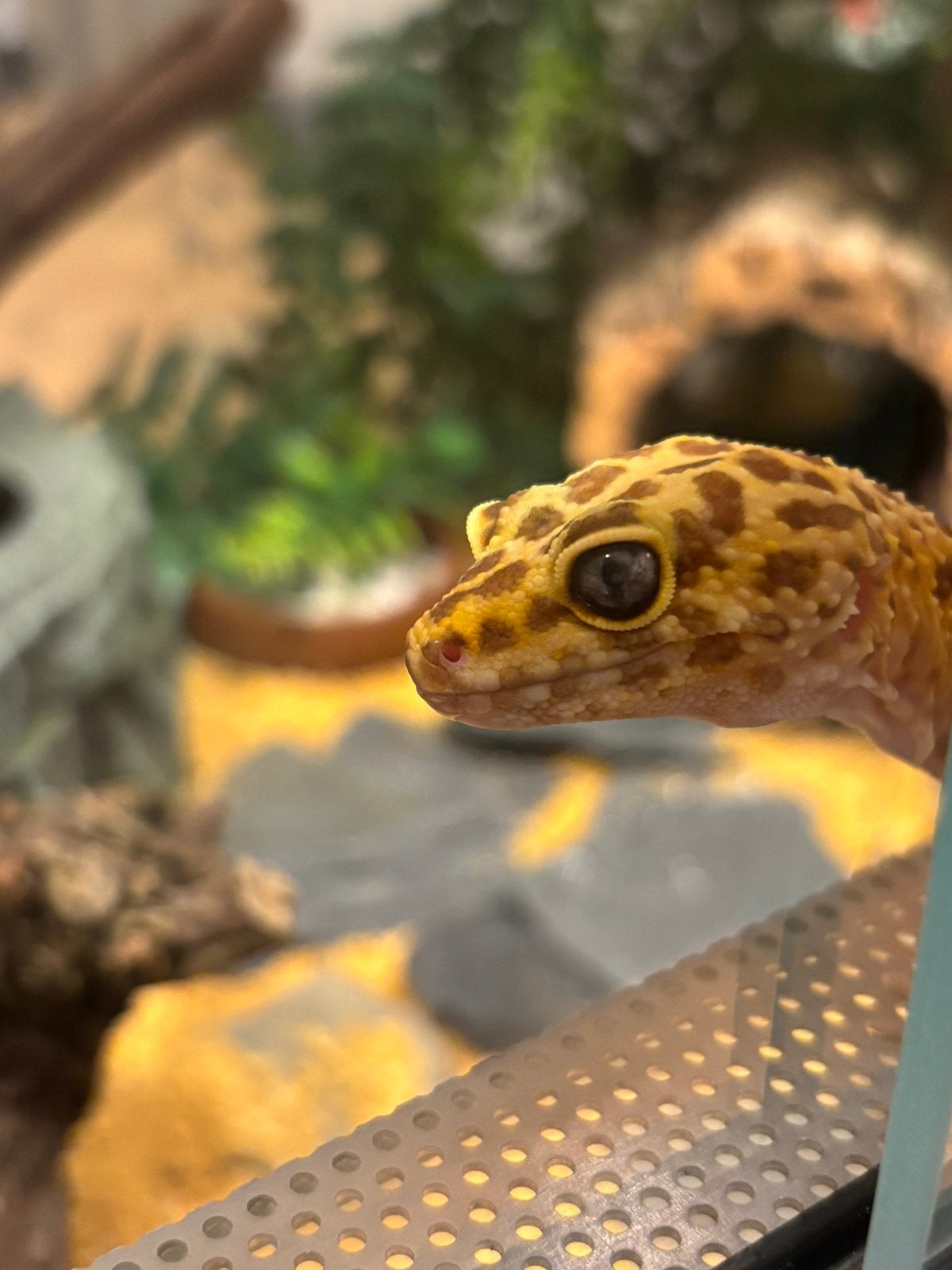 Luipaardgekko, Animaux & Accessoires, Lézard, 3 à 6 ans