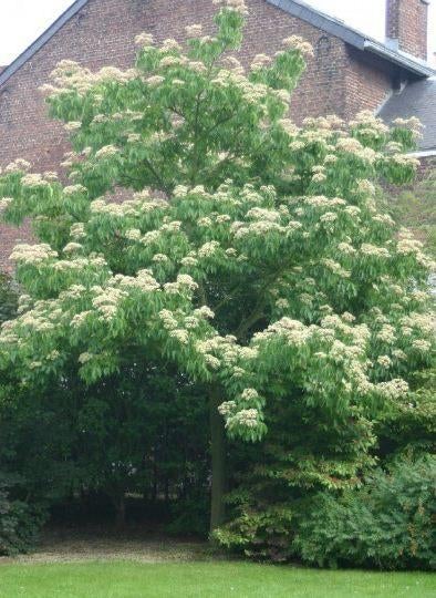Tetradium Daniellii-echte bijenboom-struik of boomvorm!!, Tuin en Terras, Ophalen