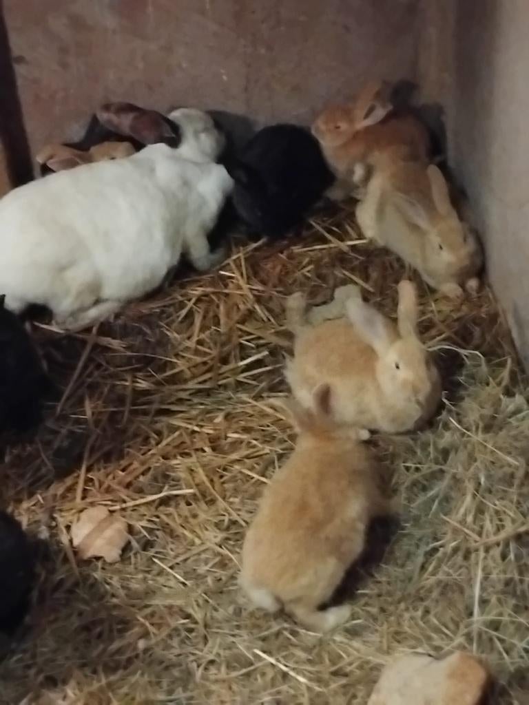 Vlinderkonijnen, Dieren en Toebehoren, Konijnen, Meerdere dieren, Klein, 0 tot 2 jaar
