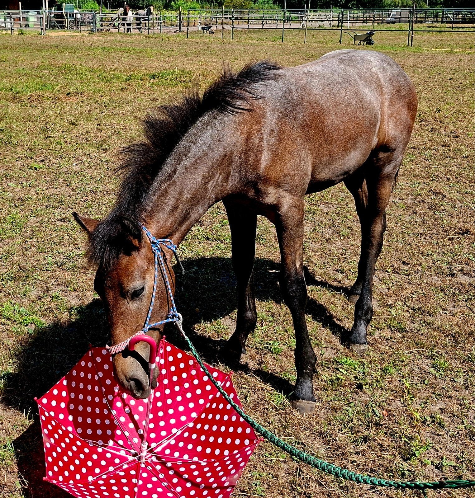 barok hengstenveulen, Dieren en Toebehoren, E pony (1.48m - 1.57m), Met stamboom, Dressuurpony, 0 tot 2 jaar