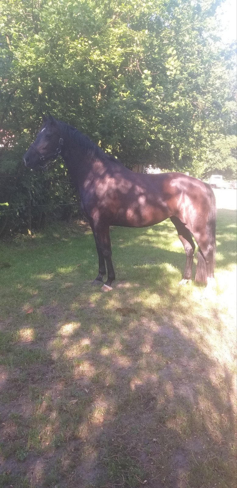 Weidemaatje 13 jaar merrie, Dieren en Toebehoren, Paarden, Merrie