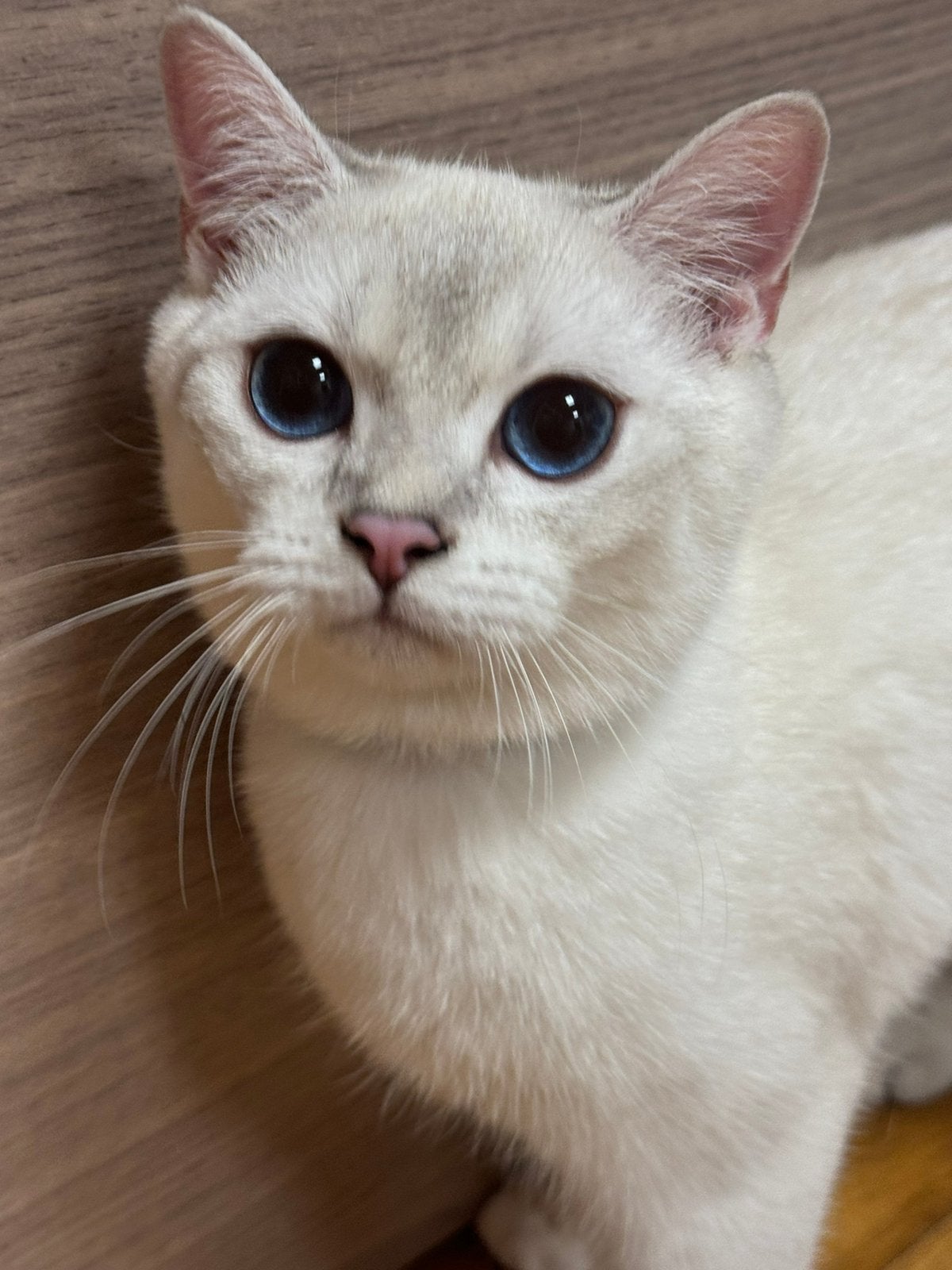 kittens Britse korthaar katers ✅, Kater, Gechipt, 0 tot 2 jaar