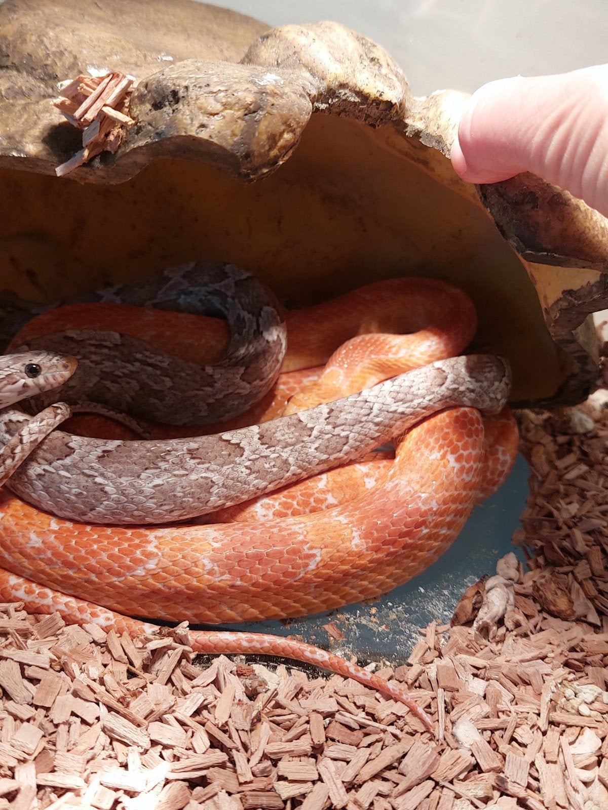 2 korenslangen, Animaux & Accessoires, Reptiles & Amphibiens