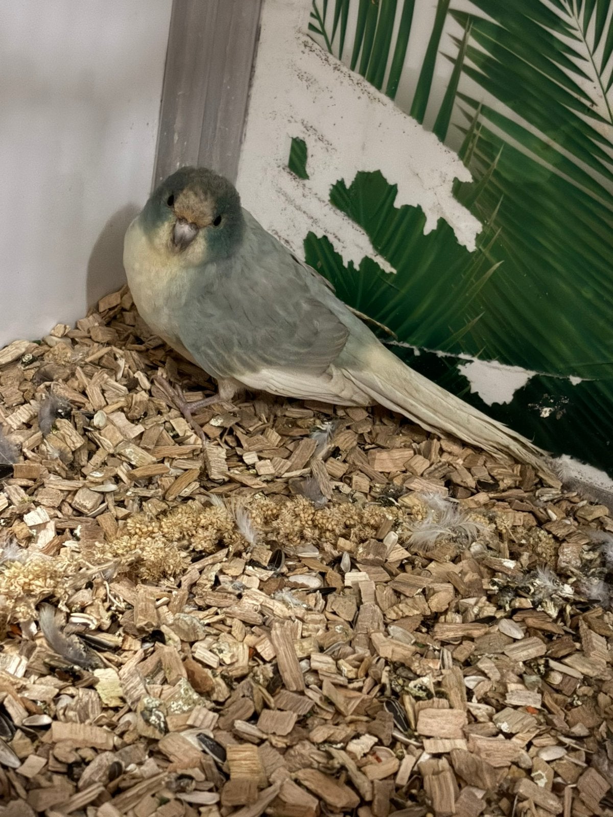 Kakariki