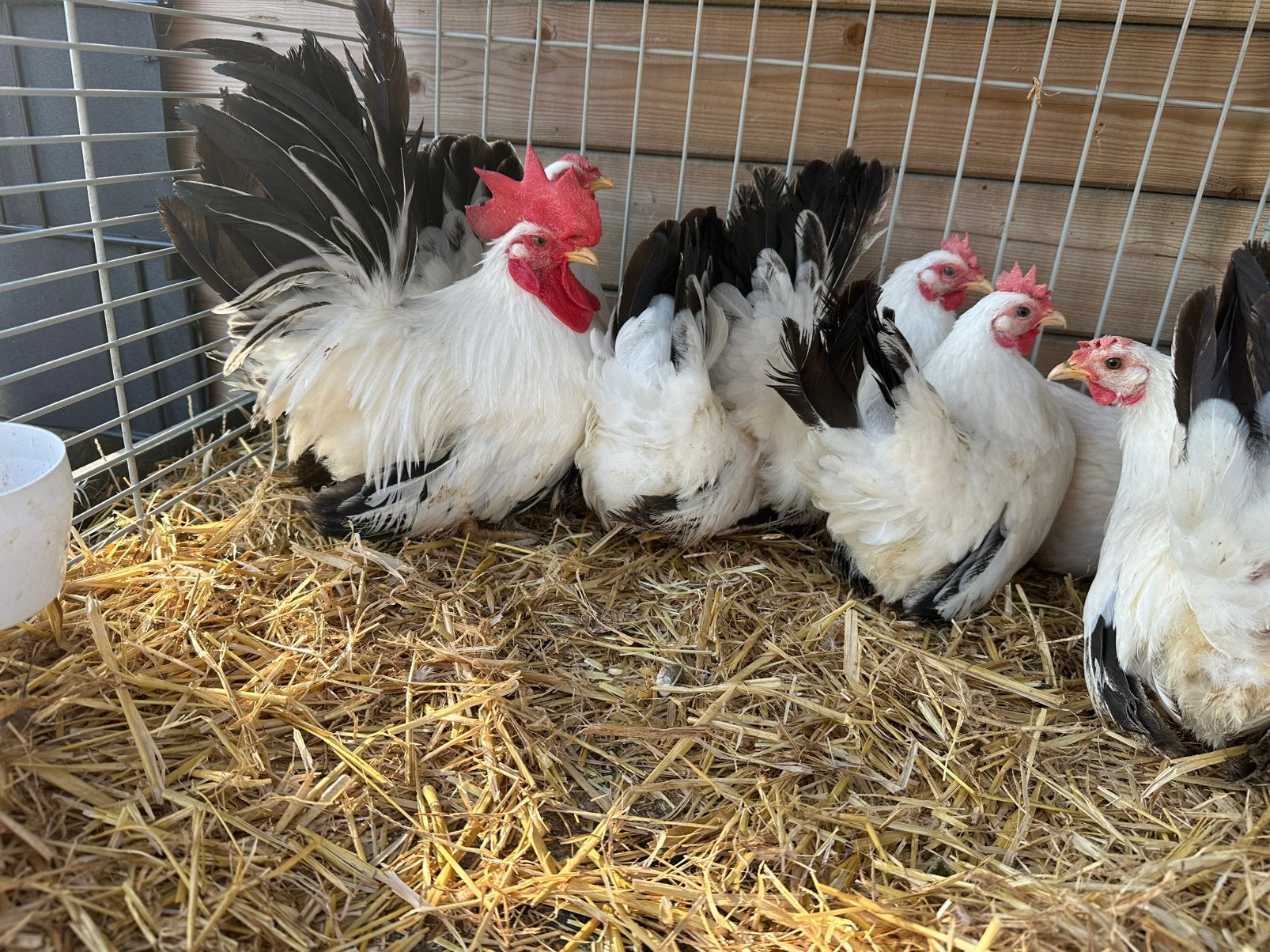 Chabo kippen, Dieren en Toebehoren, Pluimvee