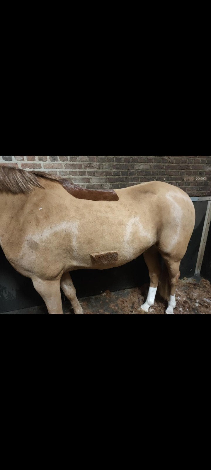 Scheren van uw paard/pony/Shetlander