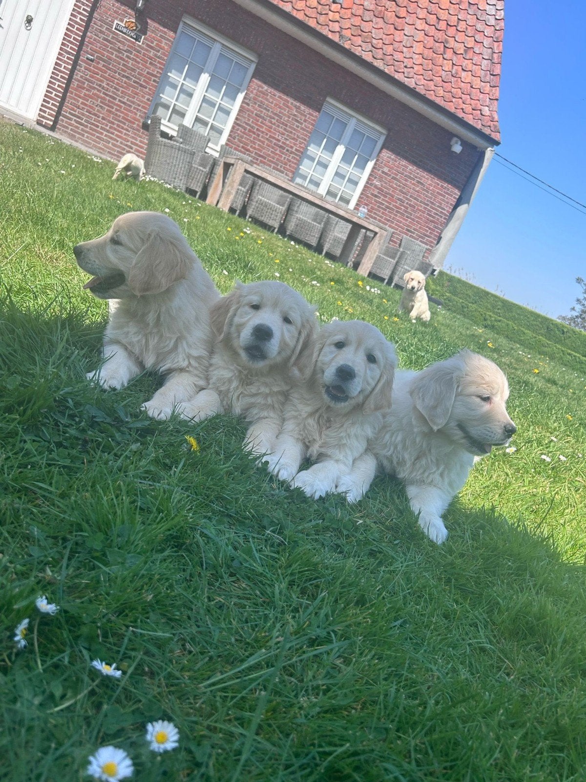 mooi golden retriever puppy, Golden retriever, België, CDV (hondenziekte), 8 tot 15 weken