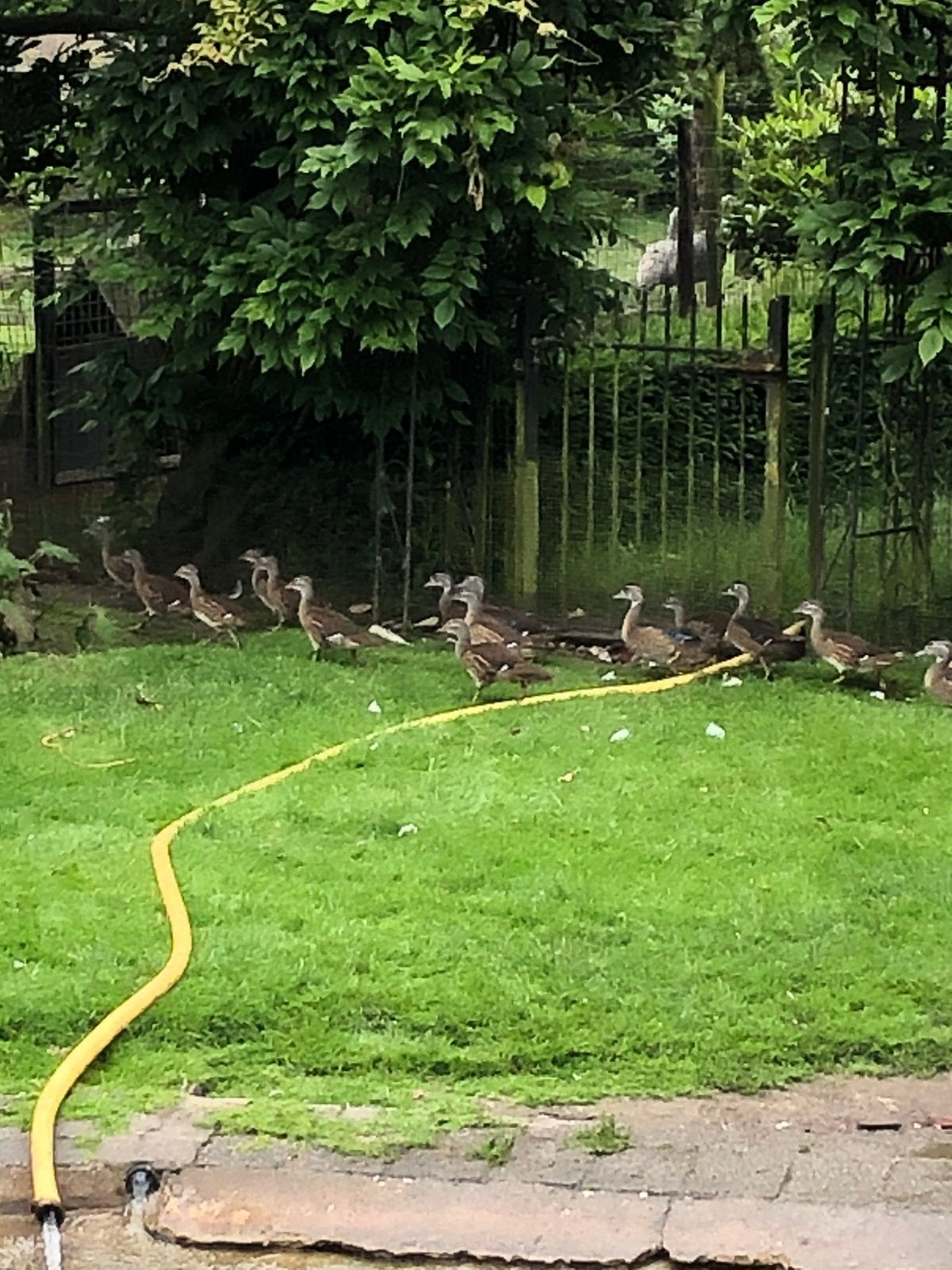 Carolina eenden, Dieren en Toebehoren, Meerdere dieren, Eend