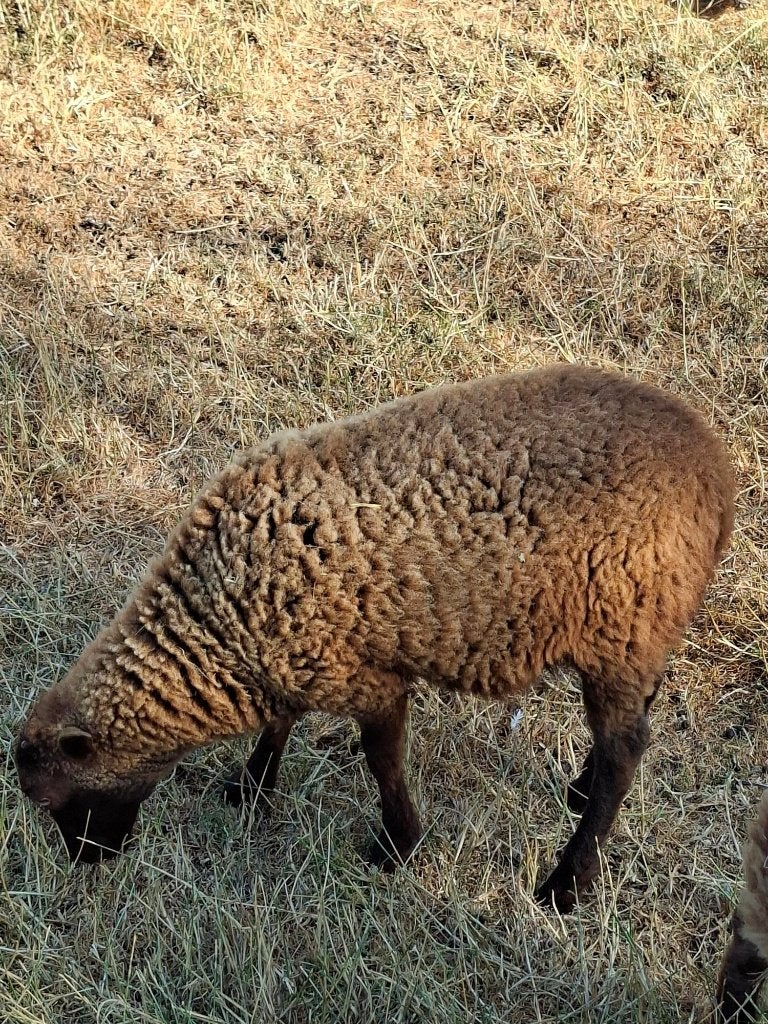 Bruin ouessant ooilam, Femelle, Mouton, 0 à 2 ans