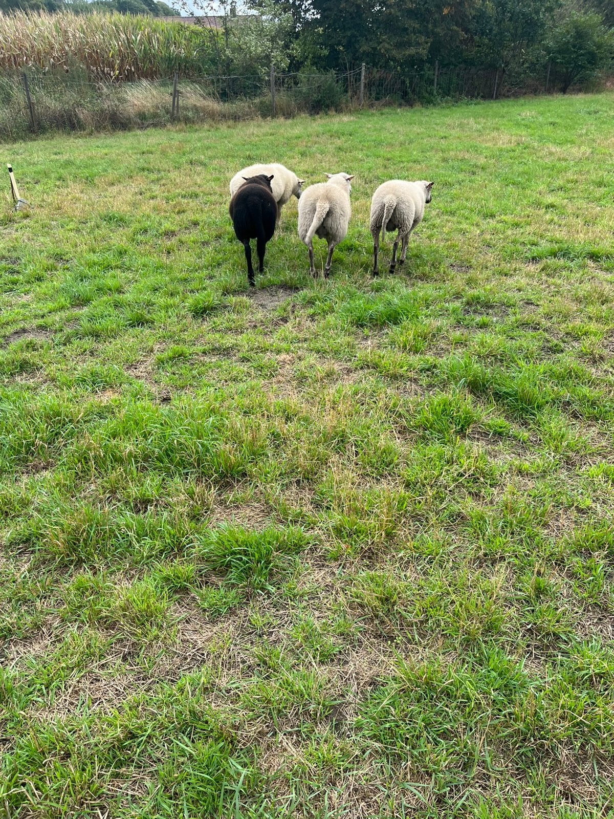 Texel X schoonebeker ramlammeren, Dieren en Toebehoren, Schapen, Geiten en Varkens
