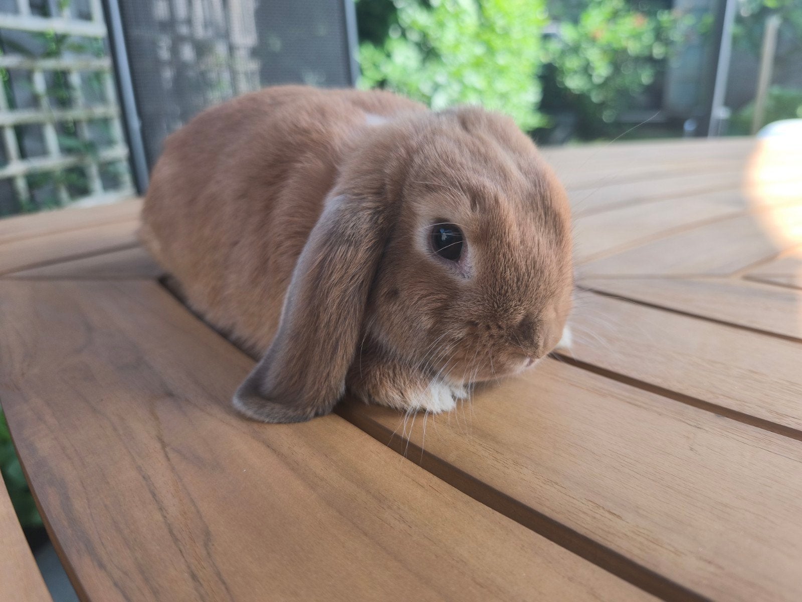 Nederlands Hangoor Dwergkonijnen, Dieren en Toebehoren, Konijnen, Meerdere dieren, Middelgroot, Hangoor, 0 tot 2 jaar