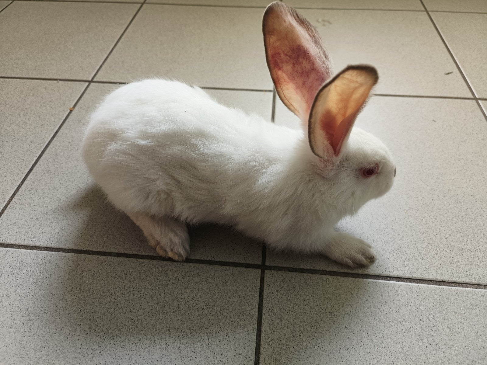 DUITSE REUZEN, Animaux & Accessoires, Lapins, Grand, Plusieurs animaux, 0 à 2 ans