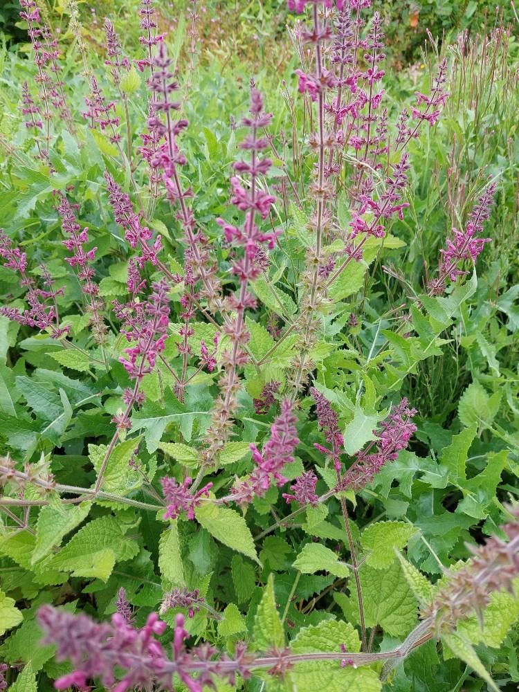 Bosandoorn (Stachys sylvatica), Vaste plant, Halfschaduw, Zomer, Ophalen