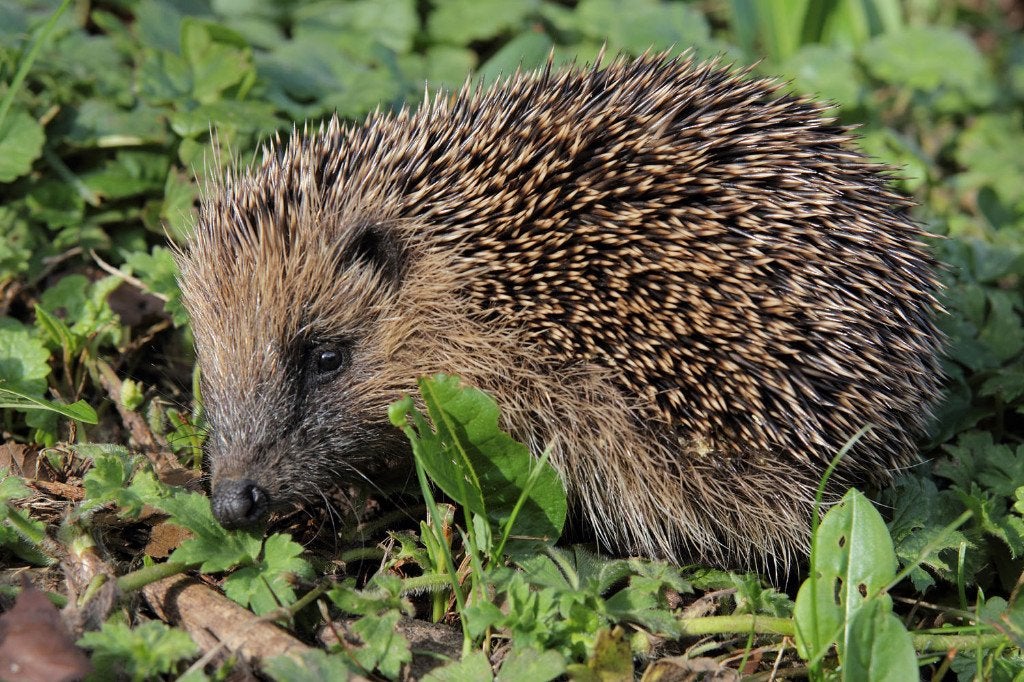 Egel voer, Dieren en Toebehoren, Overige Dieren, Januari