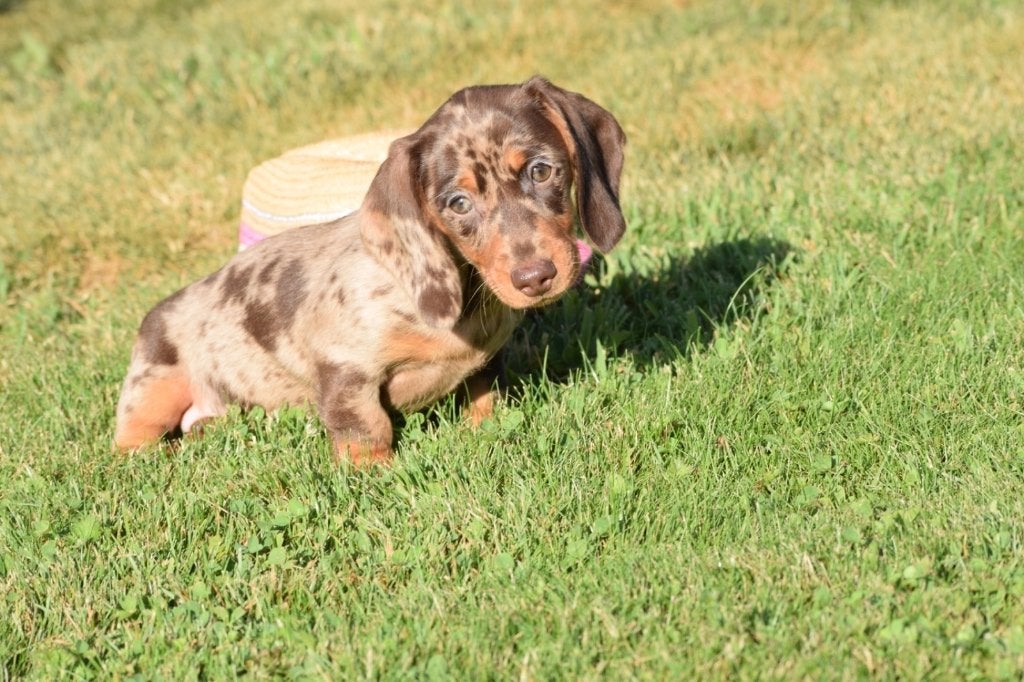 Chiots teckel | Teckel, Poils courts, Hépatite contagieuse (maladie de Rubarth), Plusieurs, Nain
