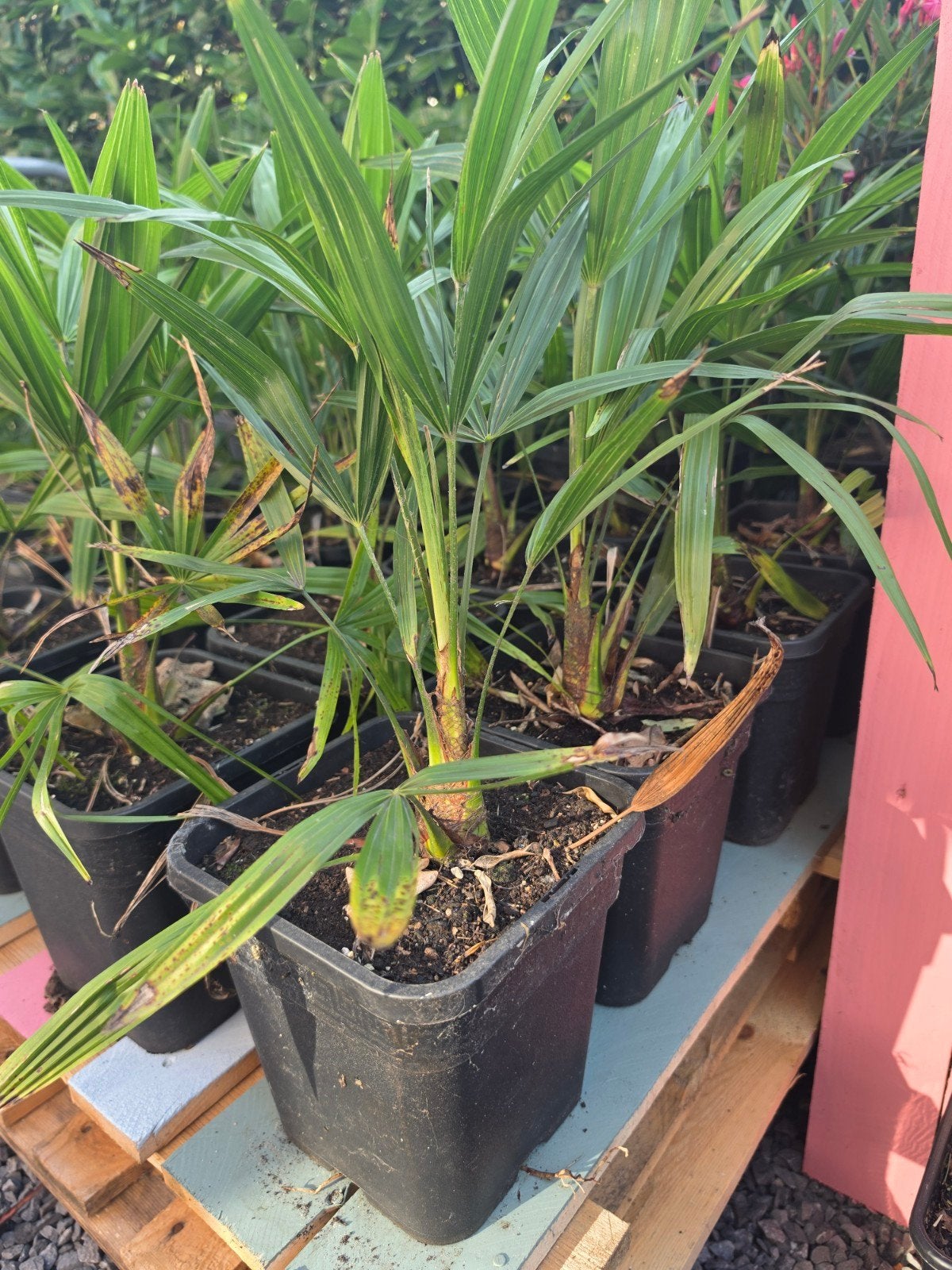 Winterharde palmboompjes, Tuin en Terras, Ophalen