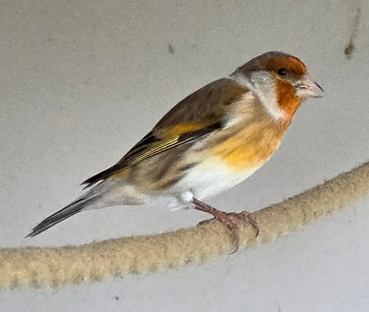 Distelvink-kanarie, Dieren en Toebehoren, Mannelijk, Wildzangvogel