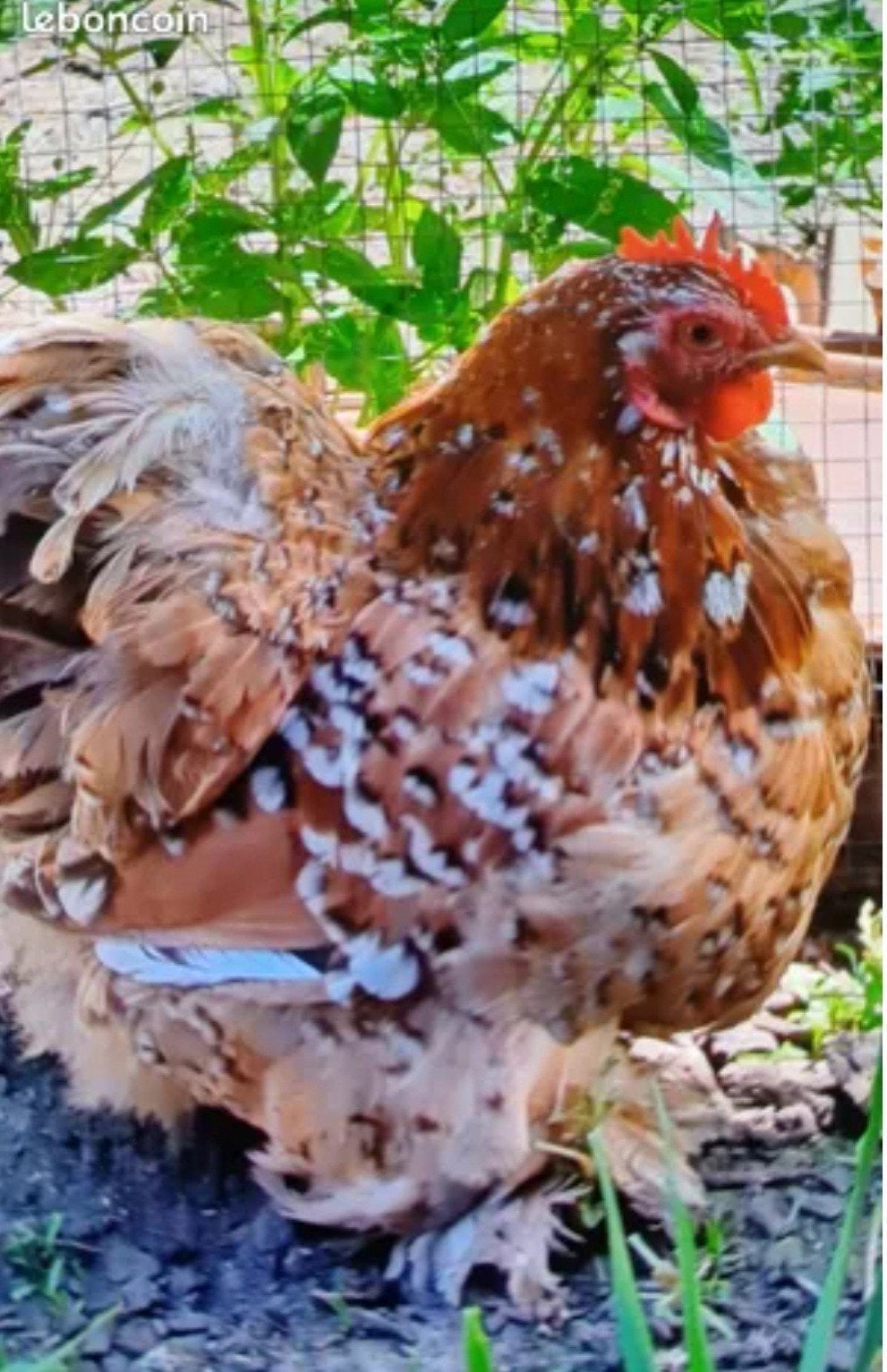 Je recherche œufs fécondés de Pékin...., Animaux & Accessoires