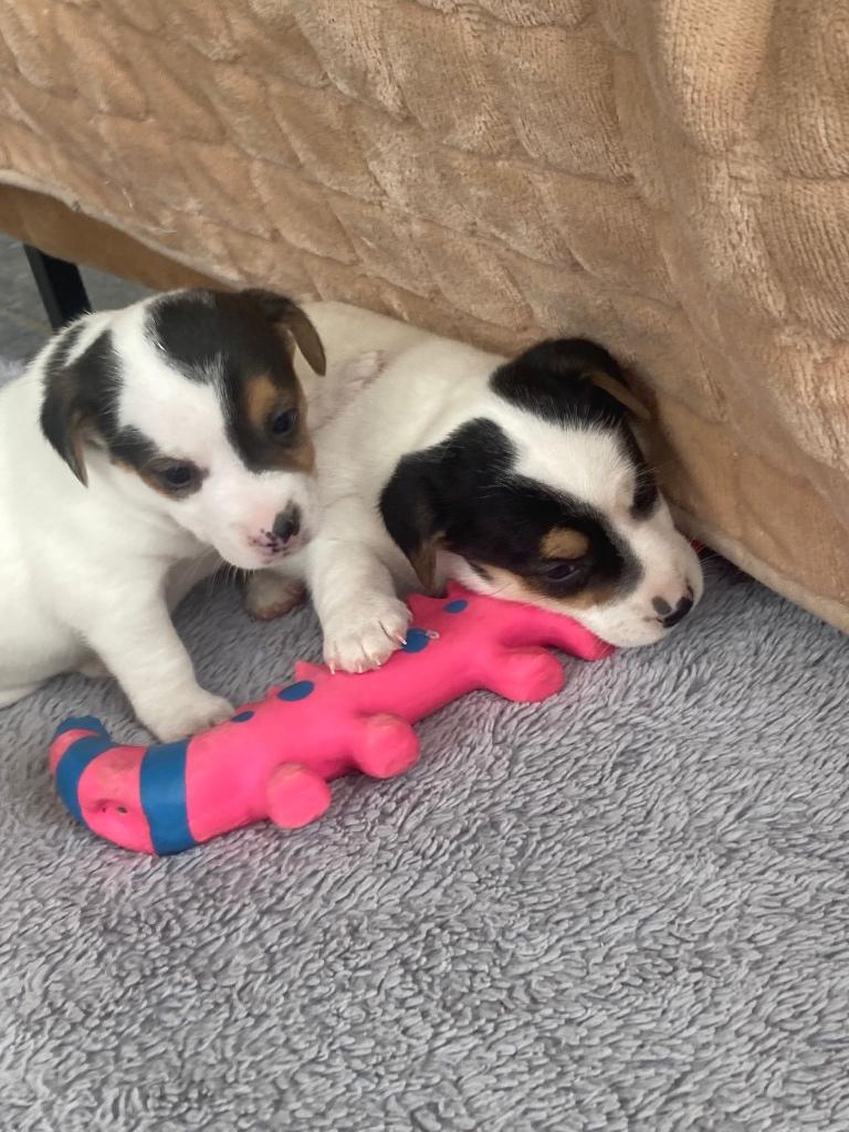 Chiots jack russell, Particulier, Hépatite contagieuse (maladie de Rubarth), 8 à 15 semaines, Plusieurs