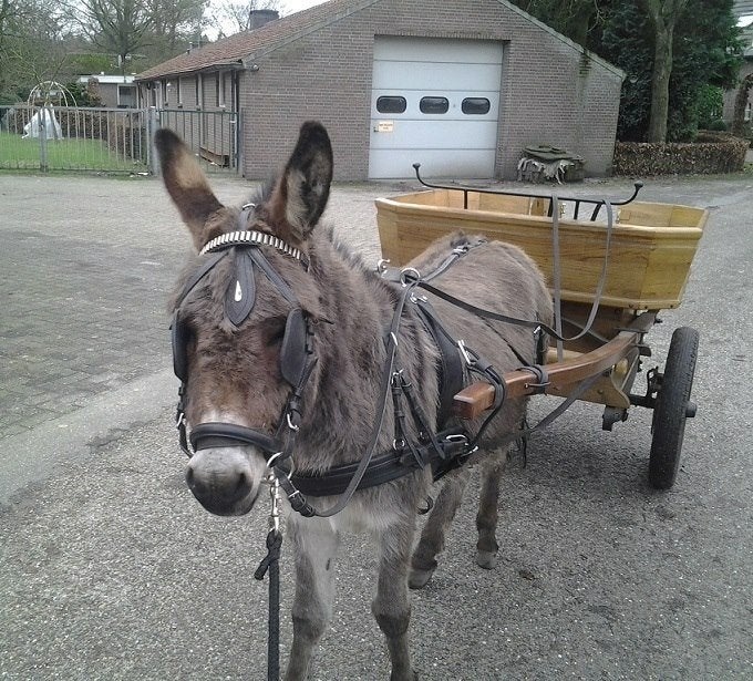 een oude eikenhouten pony of paarden kar of ezelkar, Dieren en Toebehoren, Rijtuigen en Koetsen, Zo goed als nieuw, Overige typen