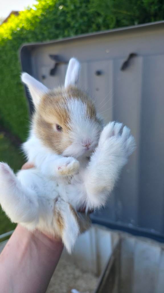 Nestje konijntjes (nog 3), Geslacht onbekend, Klein, Hangoor, 0 tot 2 jaar