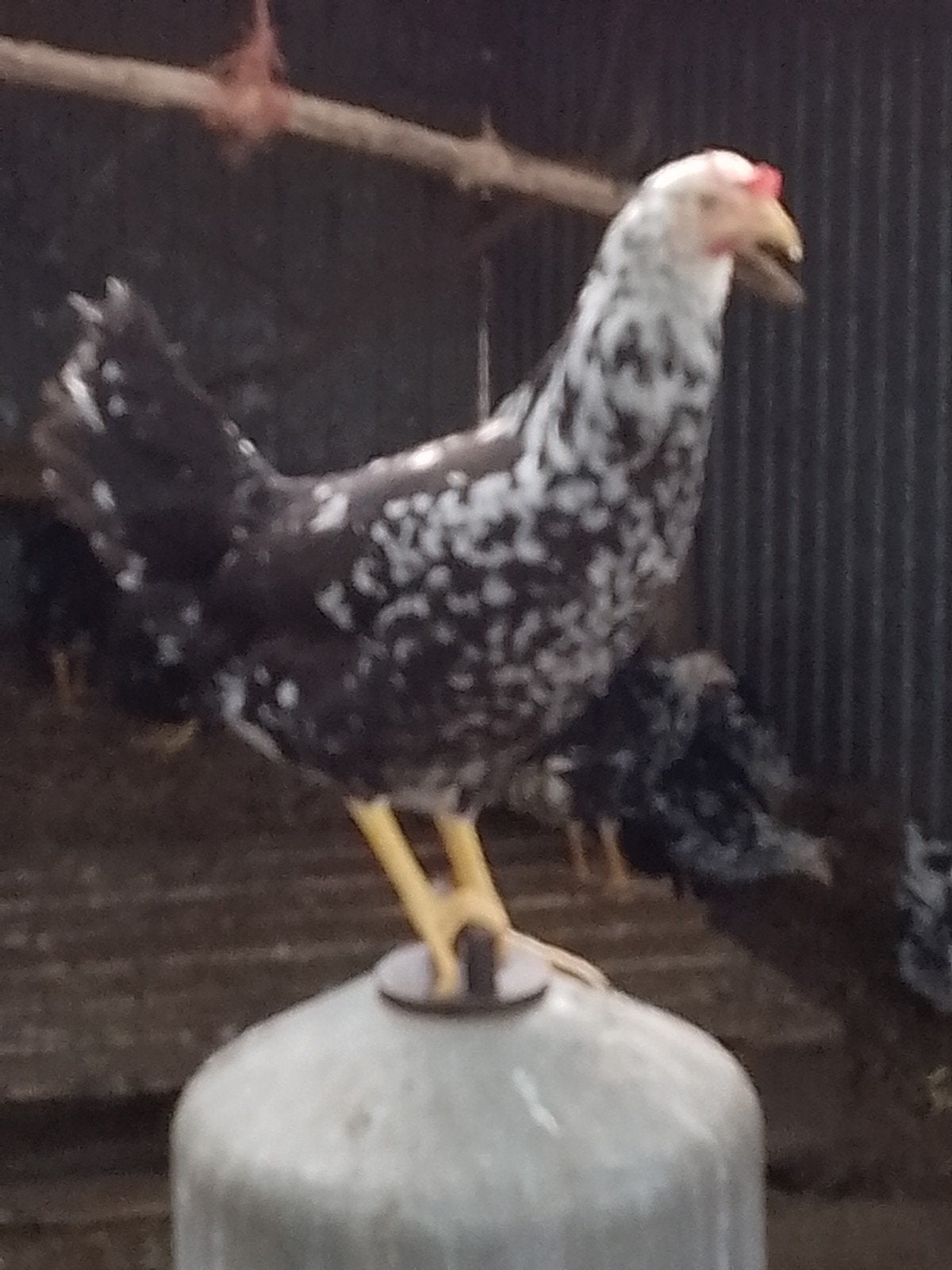 Bonte leghorn