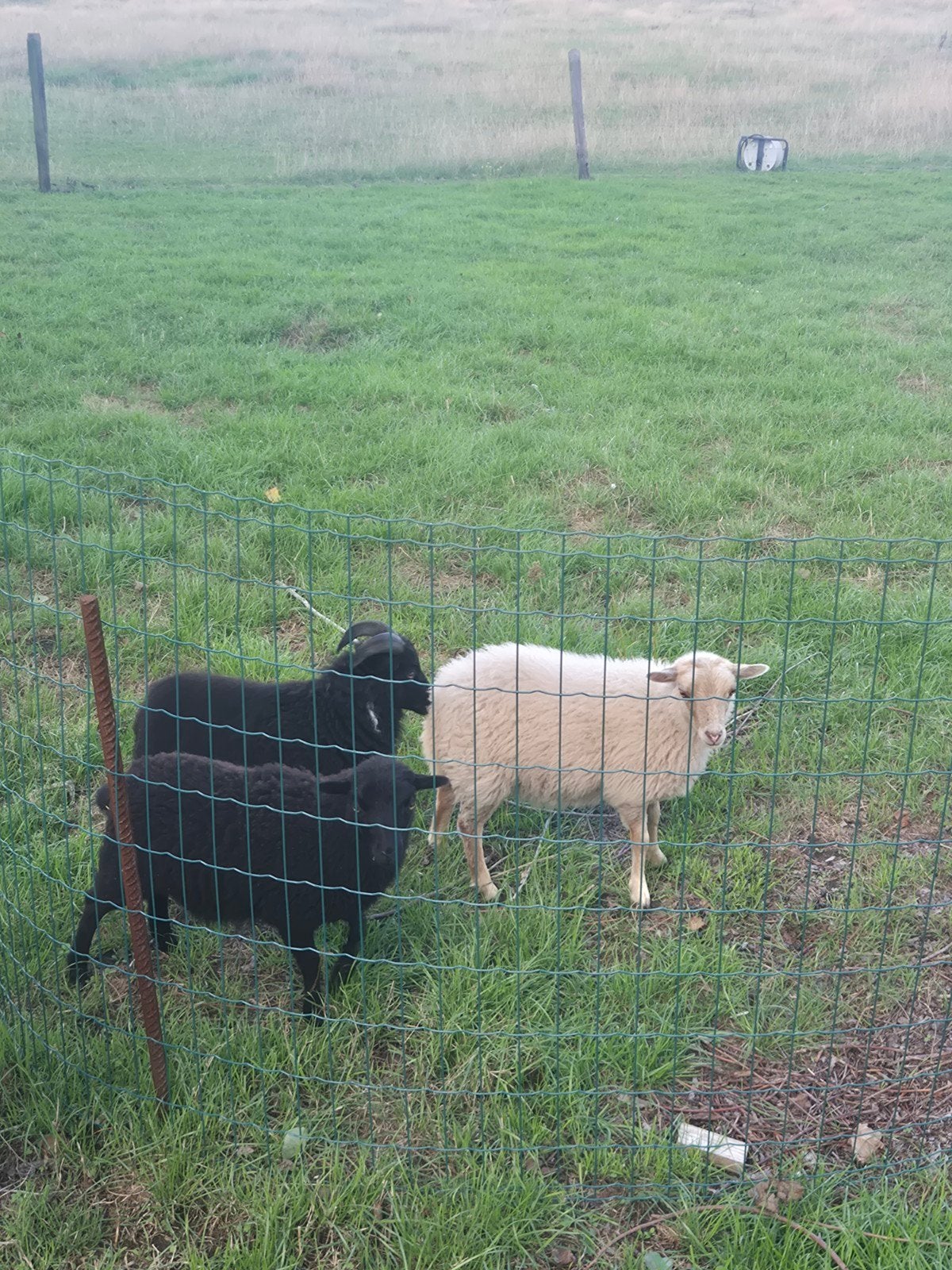 ouessant schapen