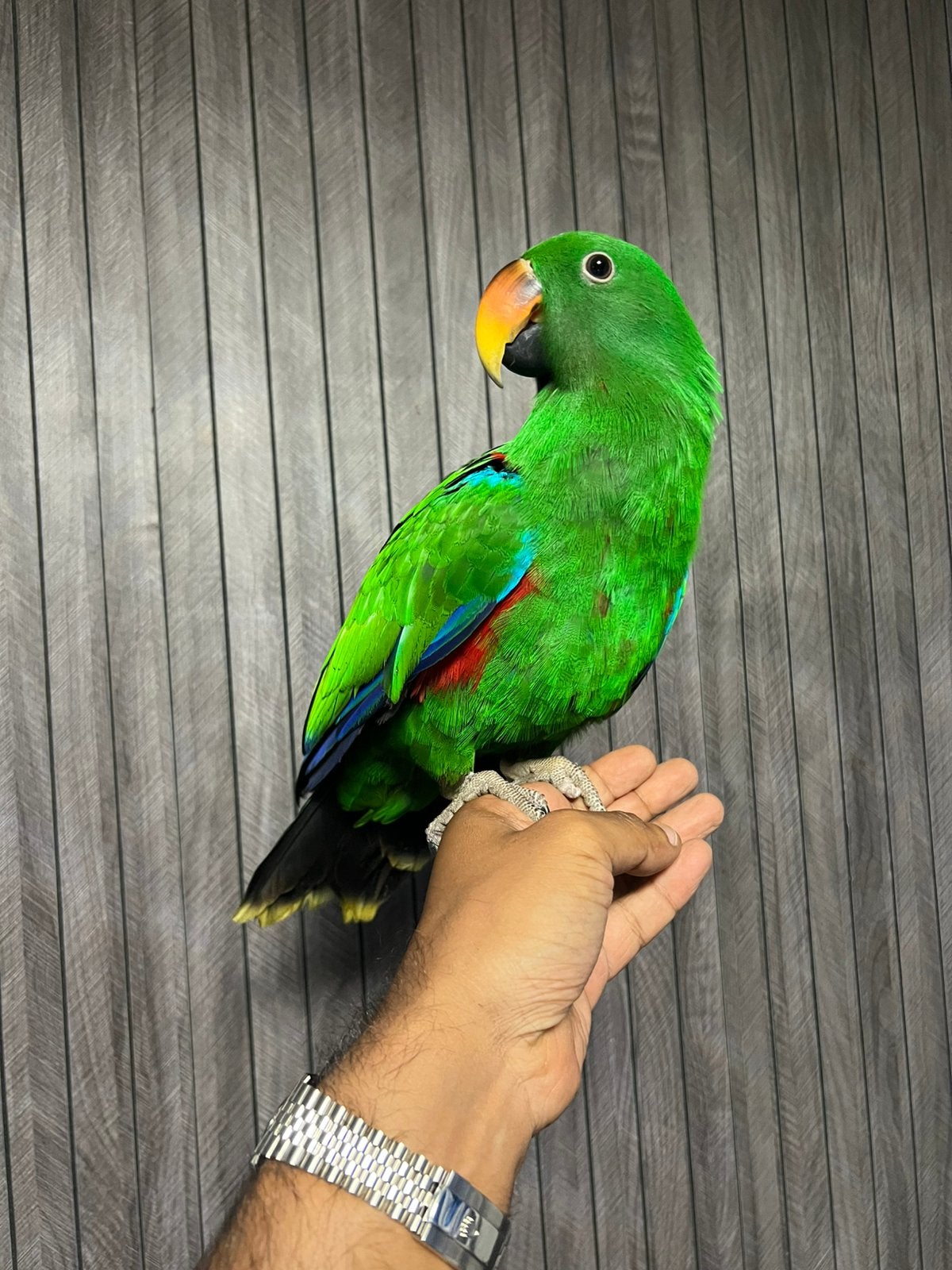 1-0 Halmahera Edelpapegaai 2025, Mâle, Perroquet, Parleur