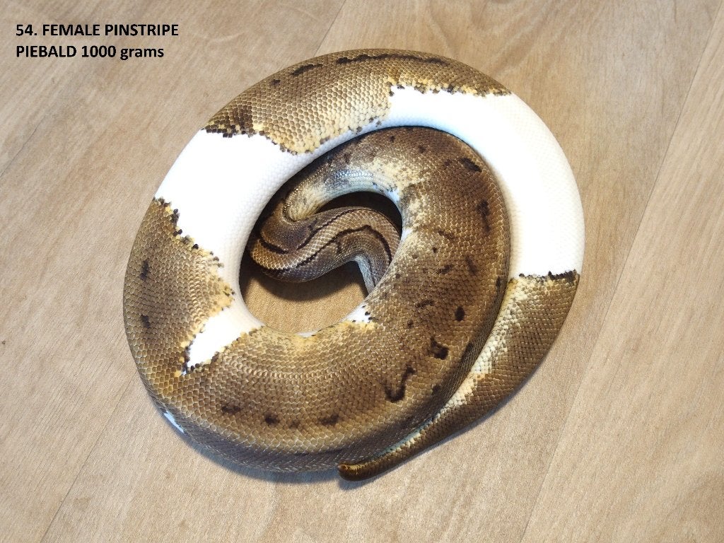 Koningspythons half en volwassen kweekdieren deel 3 Ball Python photo 6
