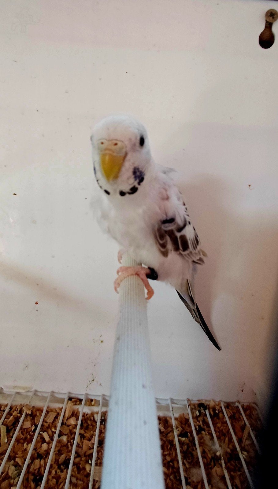 Grasparkiet pop, Dieren en Toebehoren
