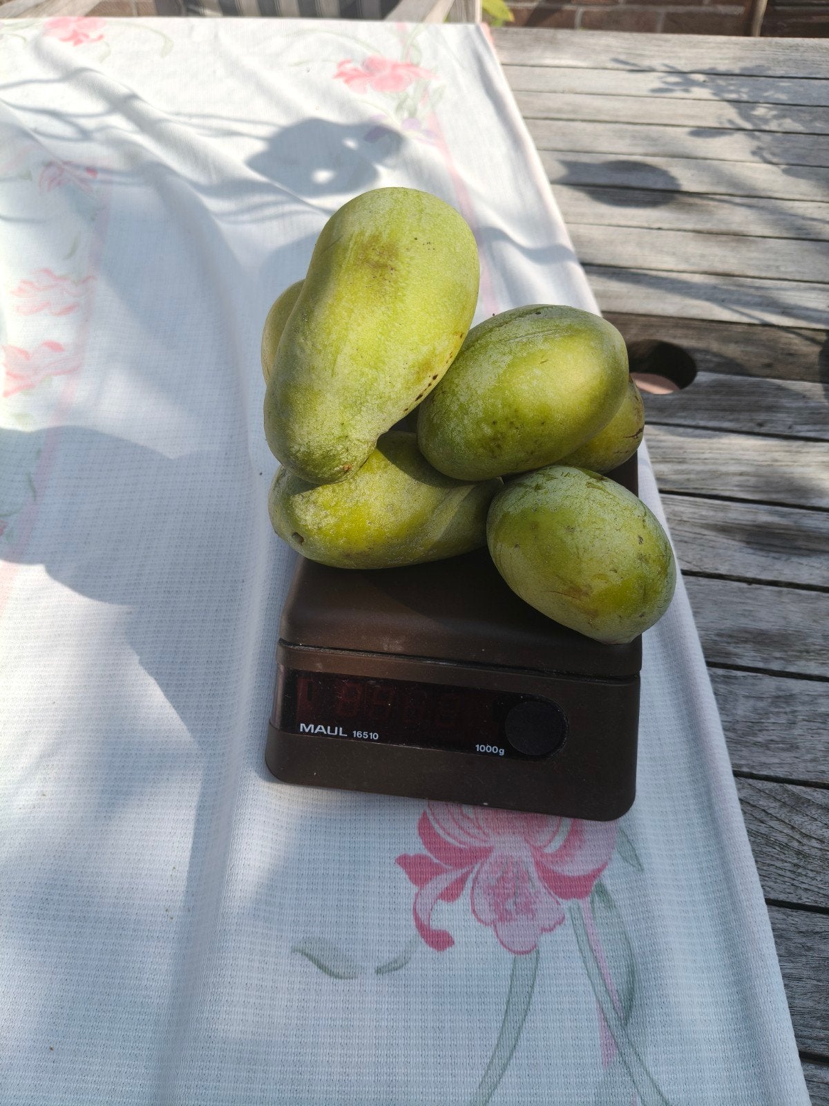 Pawpaw vruchten (prairiebanaan, banango), Ophalen