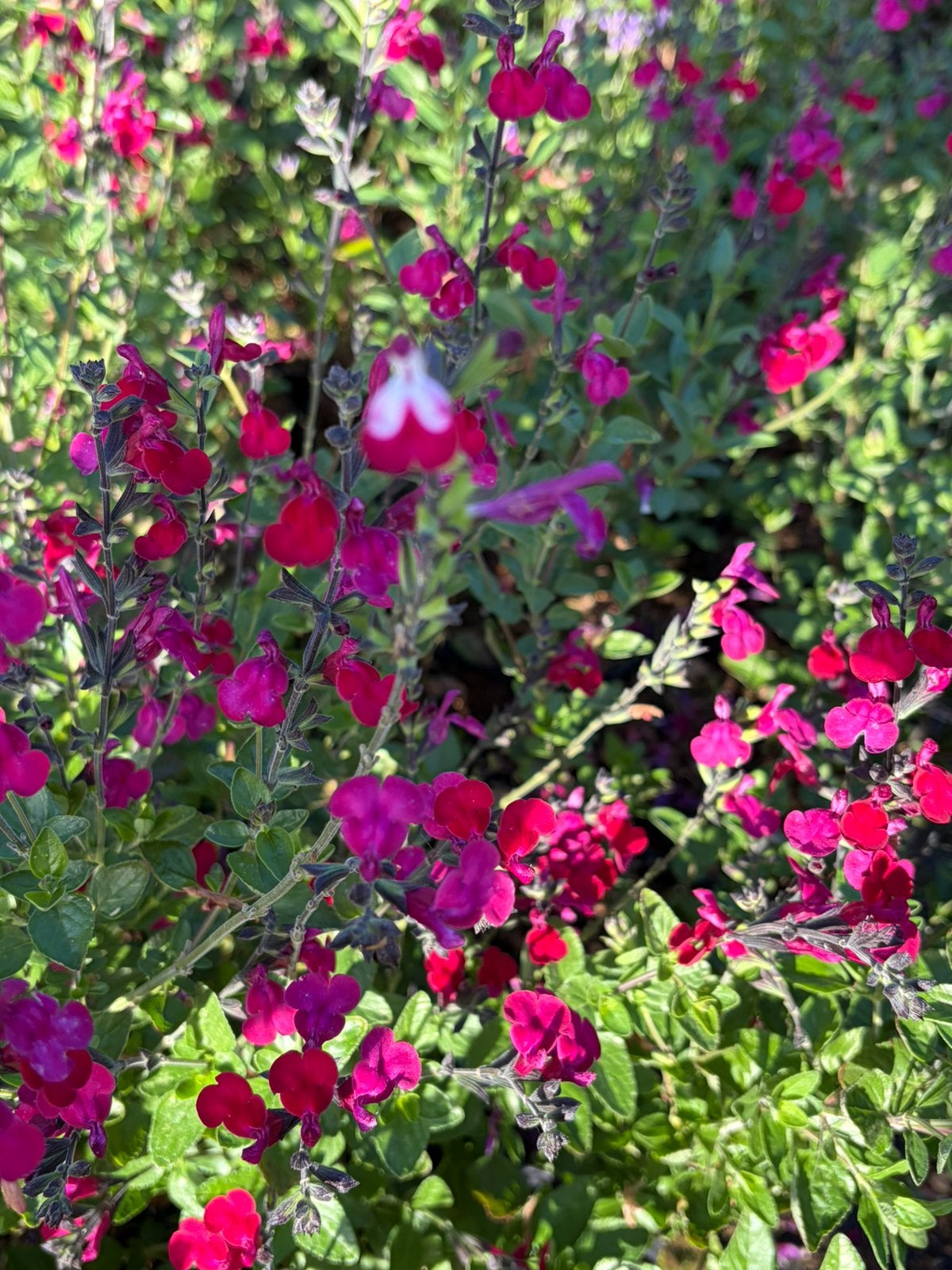 Salvia Cherry Lips, Tuin en Terras, Planten | Tuinplanten, Volle zon, Vaste plant, Zomer, Ophalen