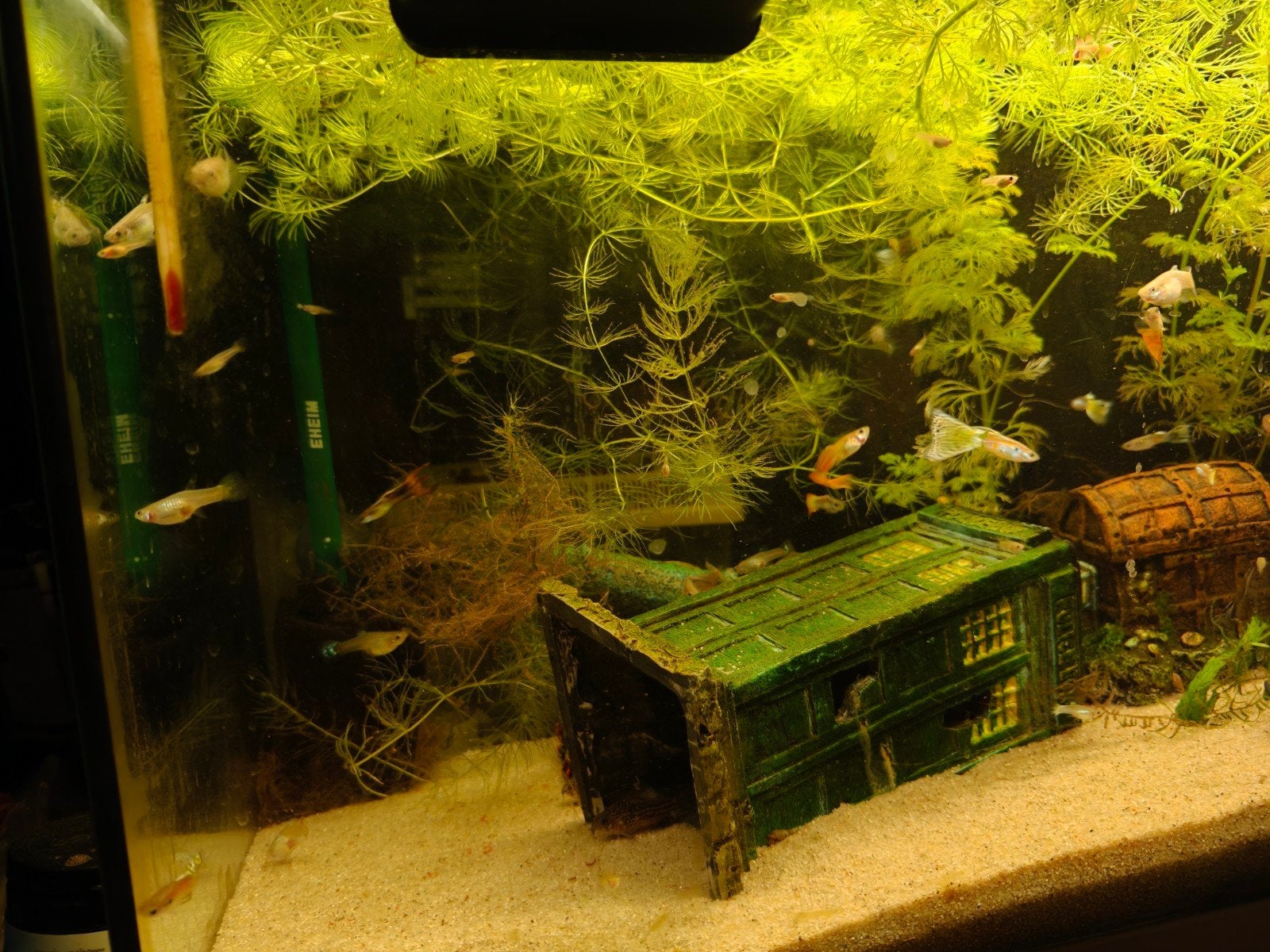 Guppy fry / jonge guppy's (Eigen kweek), Ophalen