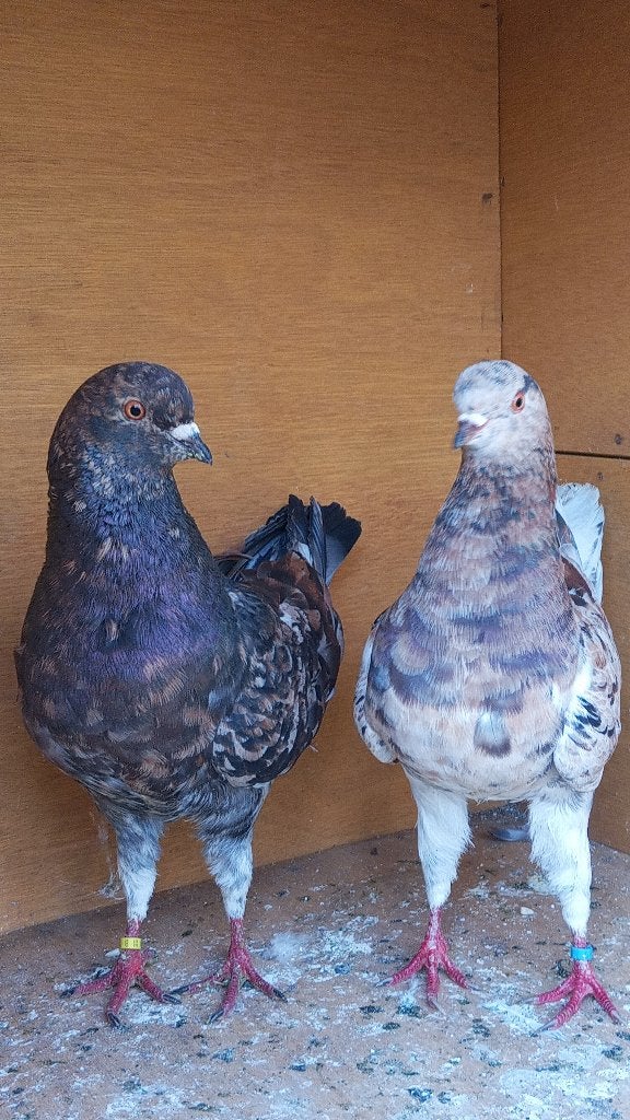 Modena duiven, Dieren en Toebehoren, Meerdere dieren, Overige soorten