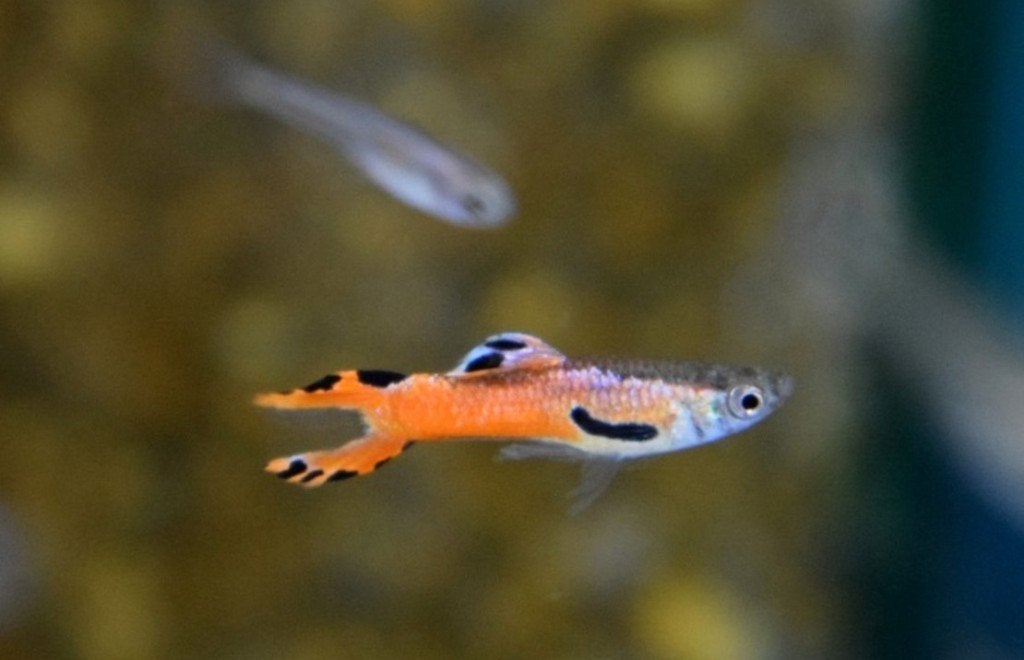 Hobbyaquarium Endler guppy Red Scarlet  / Endler mix, Vis, Zoetwatervis, Schoolvis