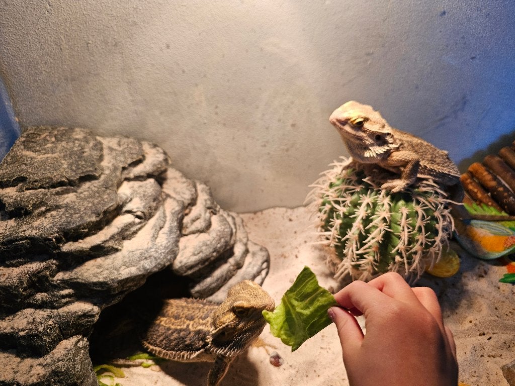 baardagamen, Dieren en Toebehoren, Hagedis, Met terrarium, 3 tot 6 jaar