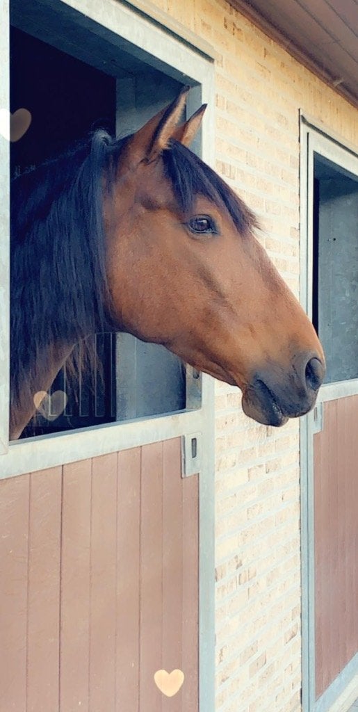 Mooie Andalusiër ruin te koop, Cheval de dressage, 11 ans ou plus, 160 à 165 cm, Ne s'applique pas
