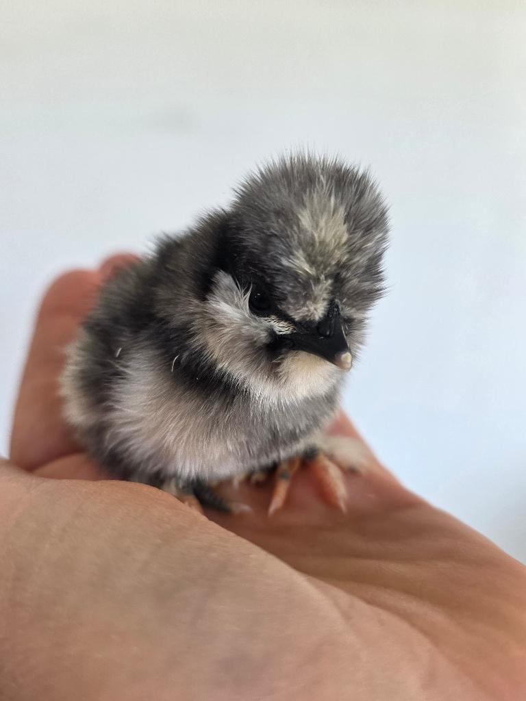 USA zijdehoenders kuikens, Dieren en Toebehoren, Geslacht onbekend, Kip
