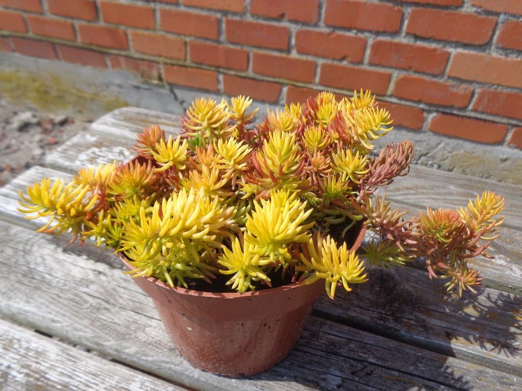 Sedum reflexum Aurea - vetkruid, Tuin en Terras, Planten | Tuinplanten, Ophalen