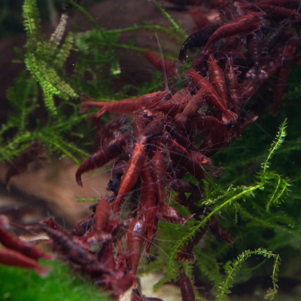 Crevettes Neocaridina Bloody Mary, Homard, Crabe ou Crevette, Poisson d'eau douce