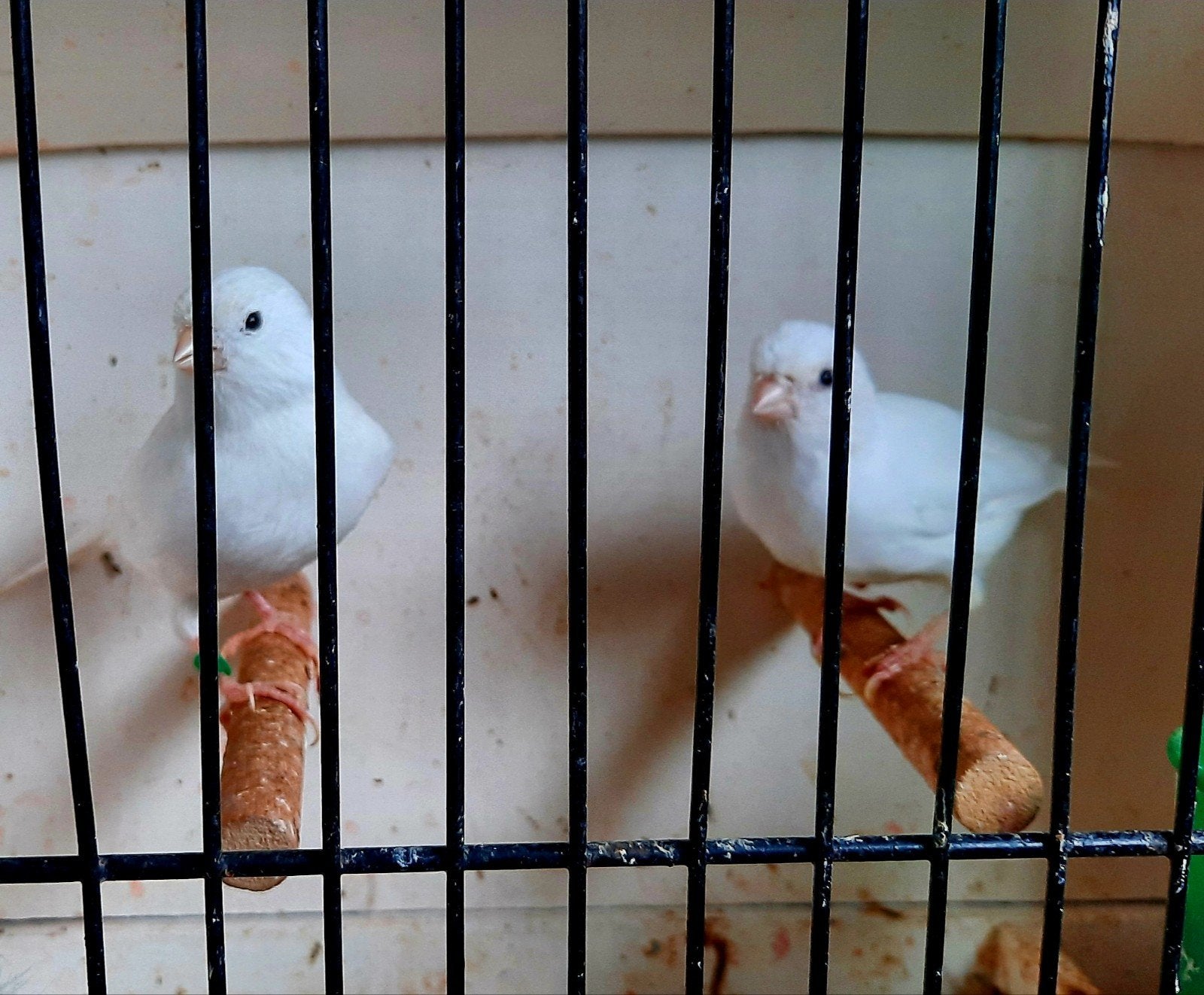 kanaries, Animaux & Accessoires, Sexe inconnu, Canari de couleur