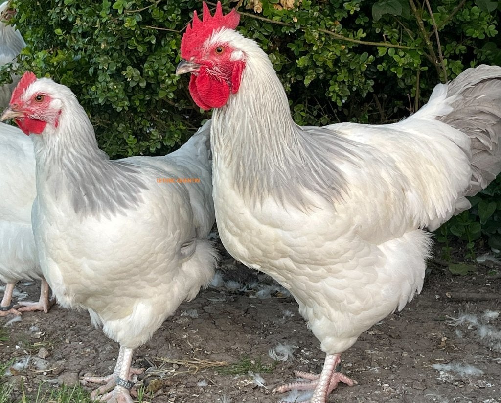 SUSSEX CORONATION, Plusieurs animaux, Poule ou poulet