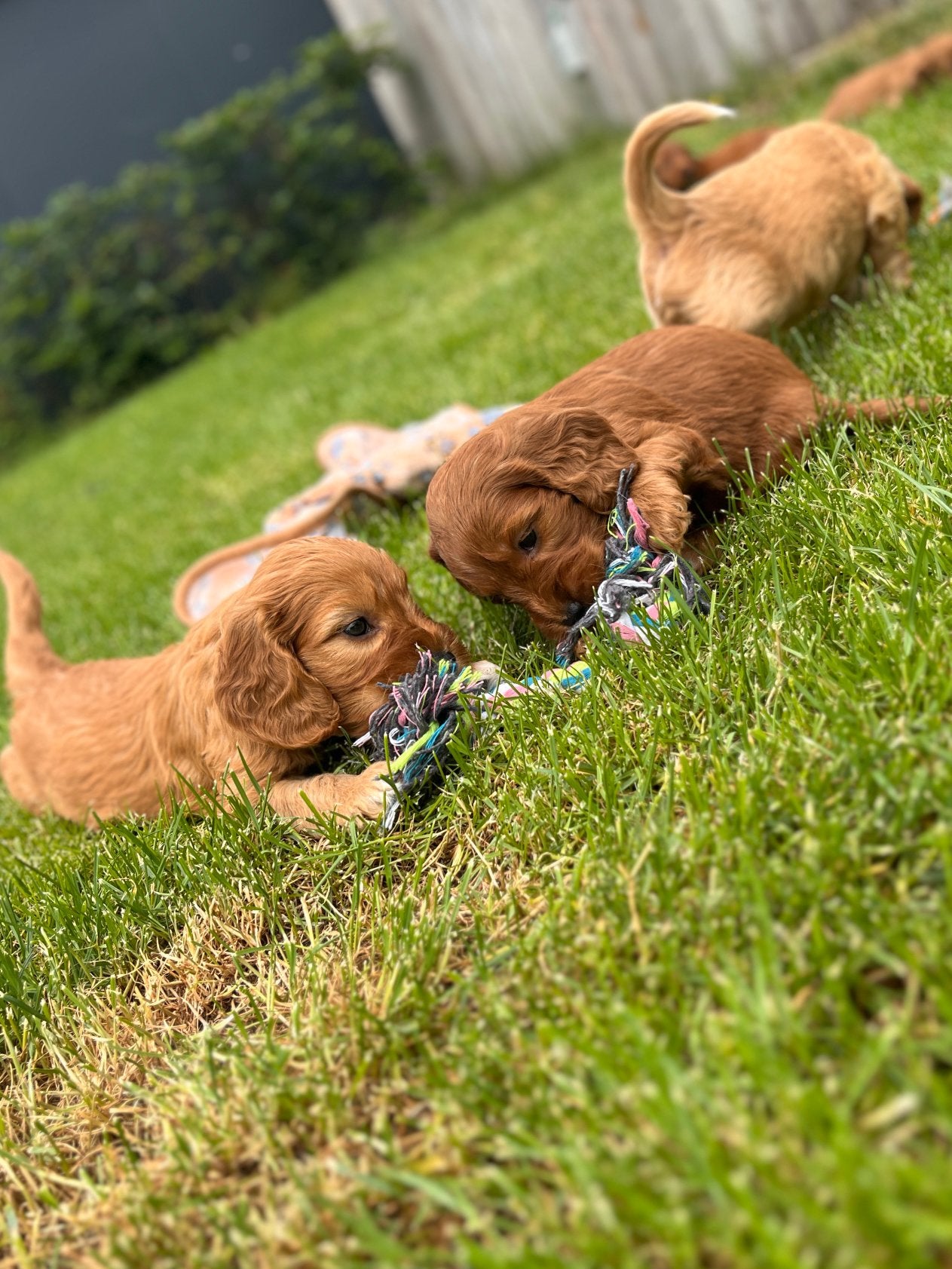 Knappe cockapoo pups, Parvo, België, 8 tot 15 weken, Meerdere