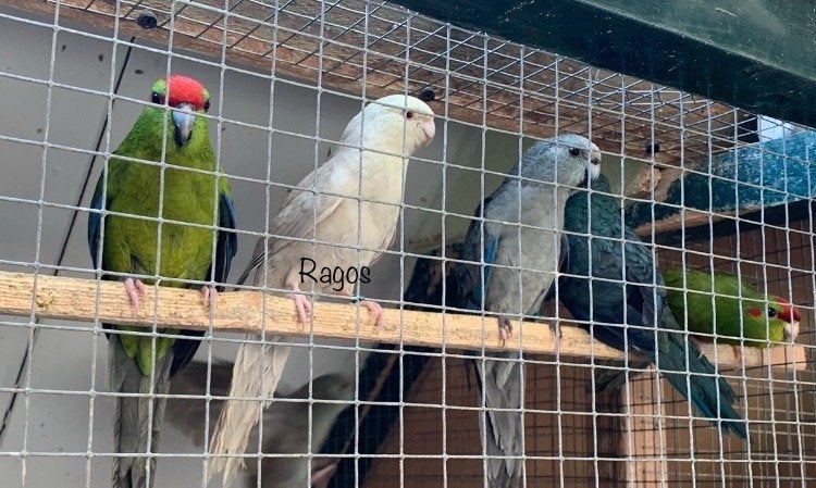 Kakariki, Animaux & Accessoires, Oiseaux | Perruches & Perroquets, Plusieurs animaux, Bagué