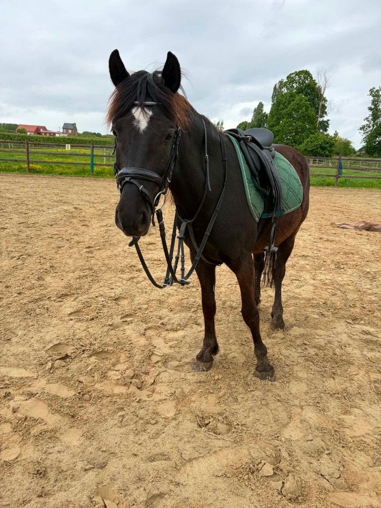 Superbrave C pony, Dieren en Toebehoren, Ruin, Zadelmak, 3 tot 6 jaar, C pony (1.27m tot 1.37m)